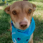 La Jornada Contra El Frio: Mantas de Amor para Protectar a Los Lomitos Más Necesitados