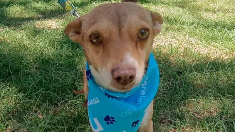 La Jornada Contra El Frio: Mantas de Amor para Protectar a Los Lomitos Más Necesitados