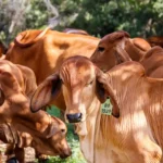 "La Crisis Carnívora: Ganaderos bajo Prensa, Carne de Res en Peligro y una Economía en Suspense"