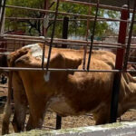 Impacto en el campo: agricultores experimentan un cambio significativo con la implementación de la estrategia nacional para combatir el gusano barrenador.