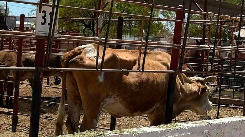 Impacto en el campo: agricultores experimentan un cambio significativo con la implementación de la estrategia nacional para combatir el gusano barrenador.