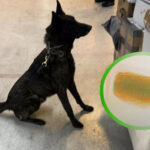 Novedoso binomino policial canino destapó operación internacional en el AICM: sustancias ilícitas procedentes de Hong Kong disfrazadas de cosméticos llegan a México.