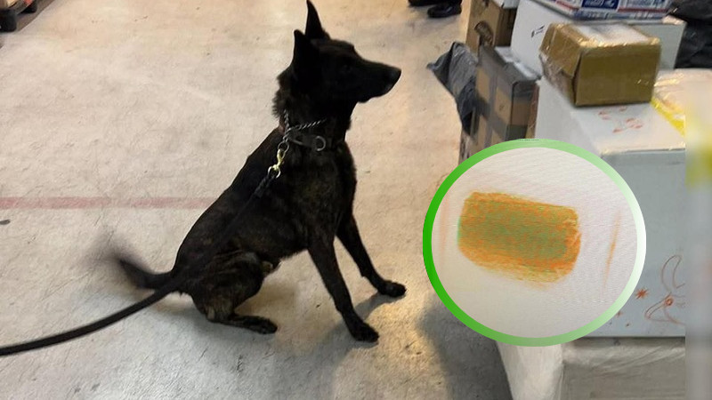 Novedoso binomino policial canino destapó operación internacional en el AICM: sustancias ilícitas procedentes de Hong Kong disfrazadas de cosméticos llegan a México.