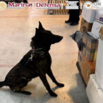 Novedoso hallazgo en la capital: autoridades federales confiscan considerable cantidad de sustancias prohibidas en el Aeropuerto Internacional de la Ciudad de México