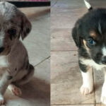 "La Pasión por el Adelanto: La Feria de la Adopción de Morelia, un Puente hacia el Amor y la Familia"