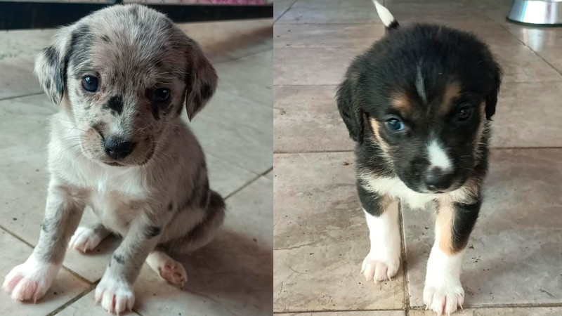 "La Pasión por el Adelanto: La Feria de la Adopción de Morelia, un Puente hacia el Amor y la Familia"